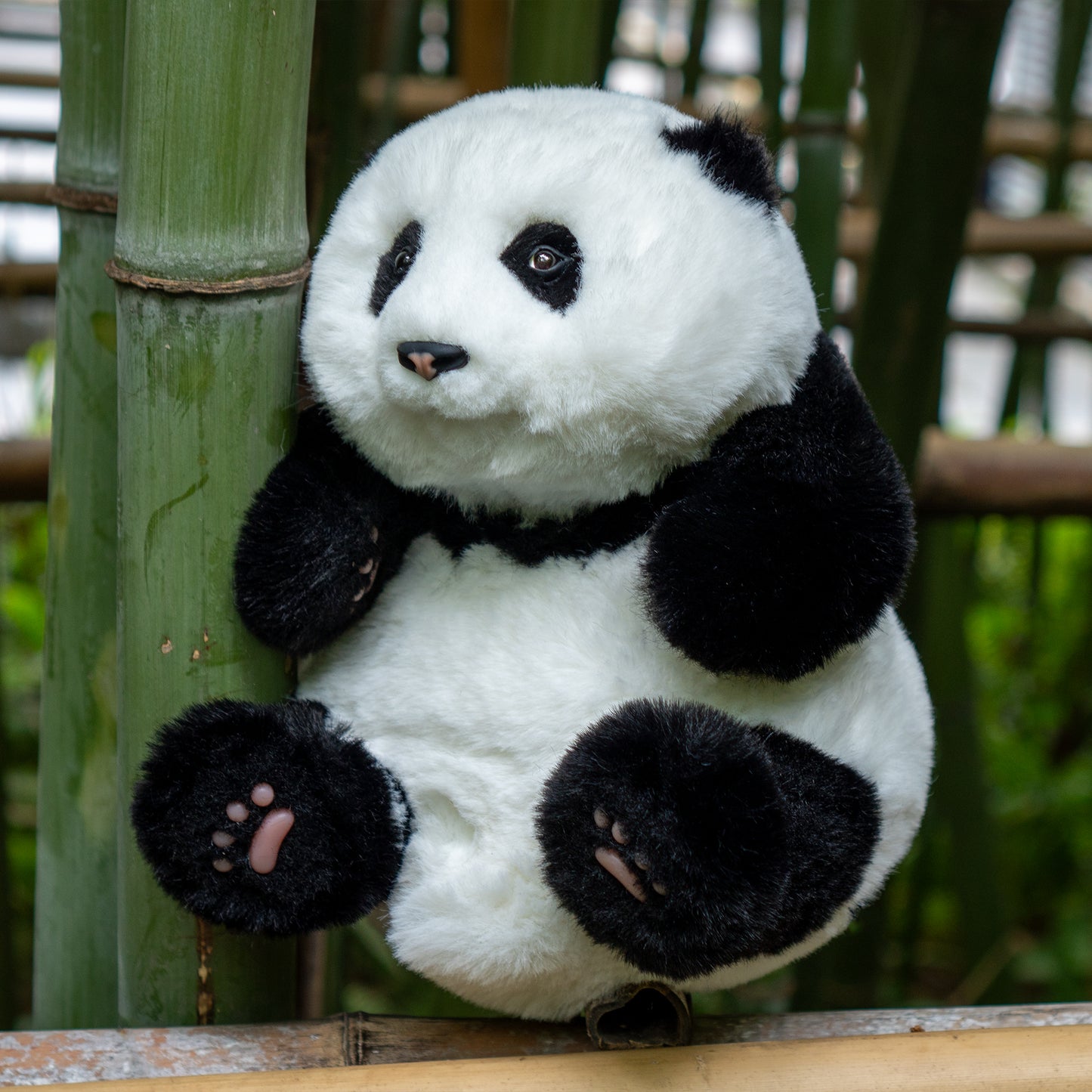 Mini Panda Sitting