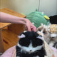 Mini Tuxedo Cat Backpack – Plush Cat Bag for Girls Gift Idea