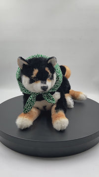 Schwarzer Shiba Inu Hund