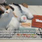 Breathing Calico Percy 2.0- Heartbeat Pur,Voice Robonic Cat