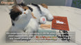 Load and play video in Gallery viewer, Breathing Calico Percy 2.0- Heartbeat Pur,Voice Robonic Cat
