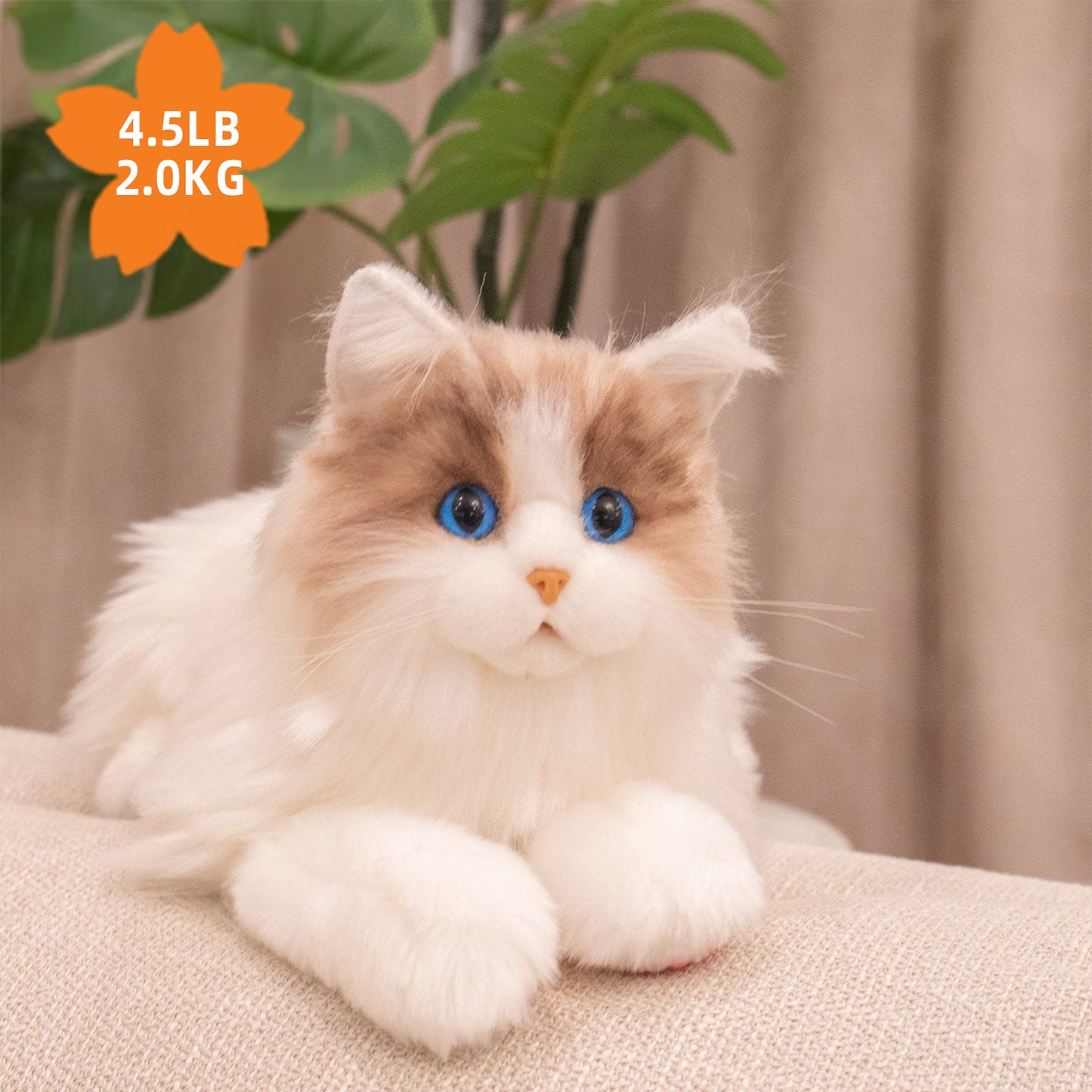 重量ラグドール猫（4.5LB） 