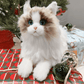 Weigted Ragdoll Cat（4.5LB） - Chongker