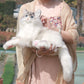 Tracy Chongker Handmade 3LB Weighted Plush Cat for hug - Chongker