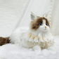 Just a Cat's Accessories, Not Cat‘s Price. - Chongker