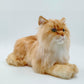 NO.17 Orange Cat - Chongker