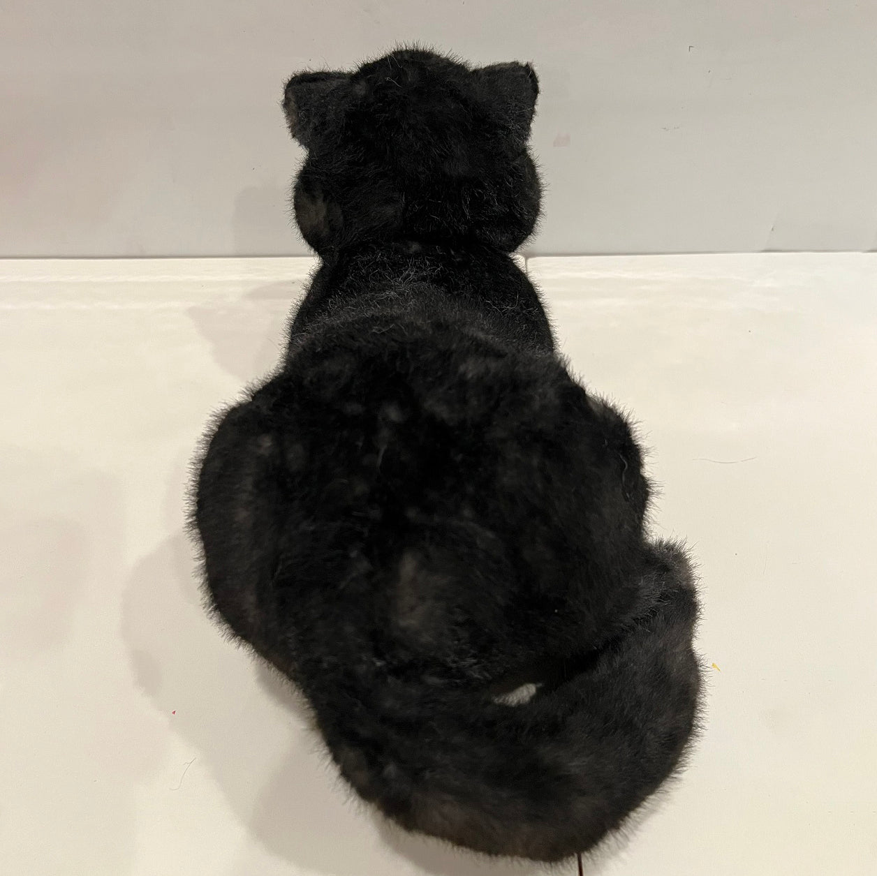 NO.21 Black shorthair cat with belly pocket