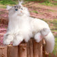 Tracy Chongker Handmade 3LB Weighted Plush Cat for hug - Chongker