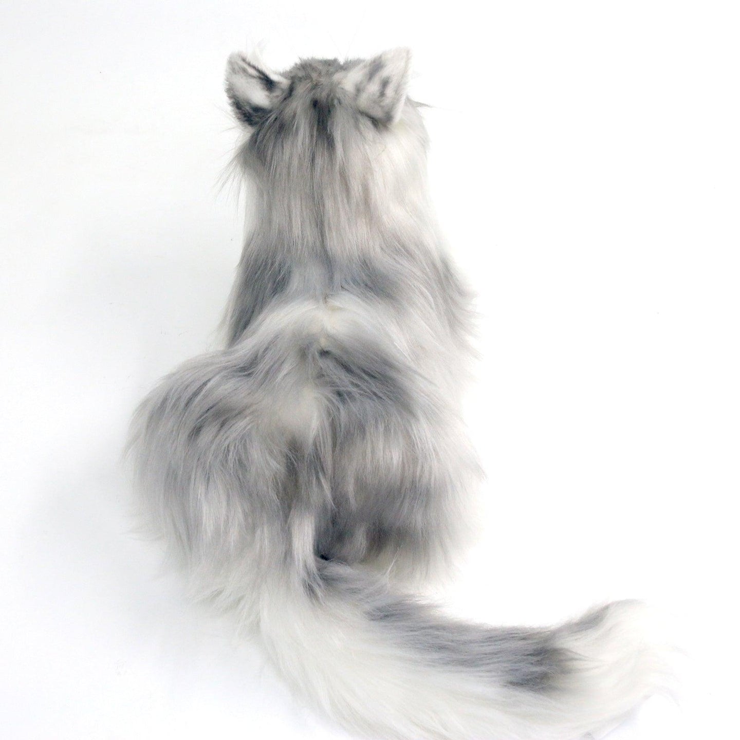 No.1 Grey Hair Cat with Blue Eyes - Chongker