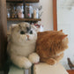 British Short-Hair Cat - Chongker