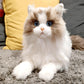 Weigted Ragdoll Cat（4.5LB） - Chongker