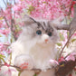 Tracy Chongker Handmade 3LB Weighted Plush Cat for hug - Chongker