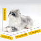 No.1 Grey Hair Cat with Blue Eyes - Chongker