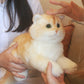 British Short Hair Cat,Golden fur - Chongker