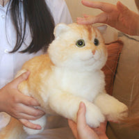 British Short Hair Cat,Golden fur - Chongker