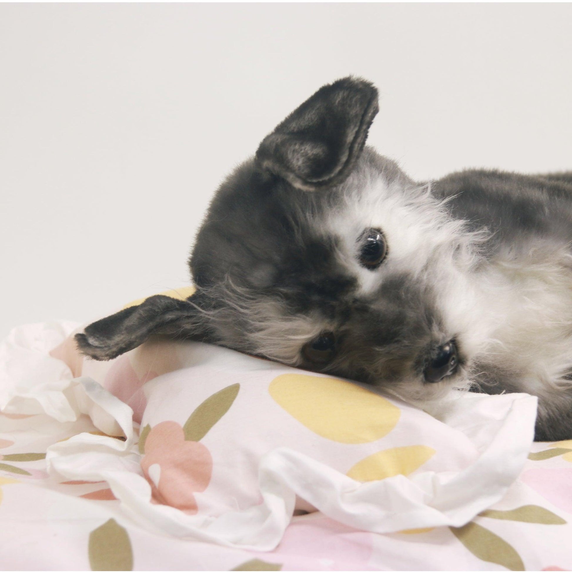 NO.10 Puppy Sleeping - Chongker