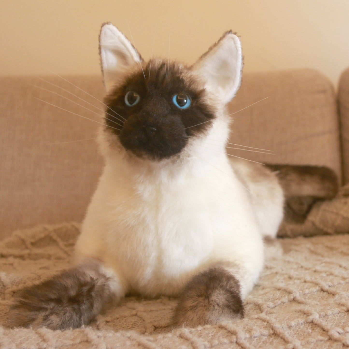 Siamese Cat