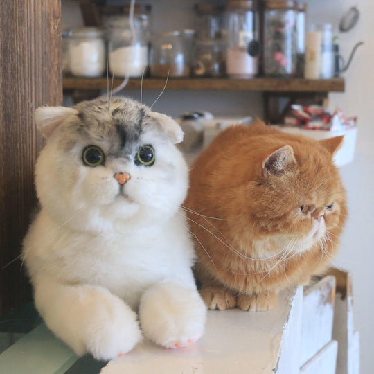 British Short-Hair Cat