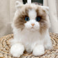 Weigted Ragdoll Cat（4.5LB） - Chongker