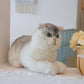 British Short-Hair Cat - Chongker