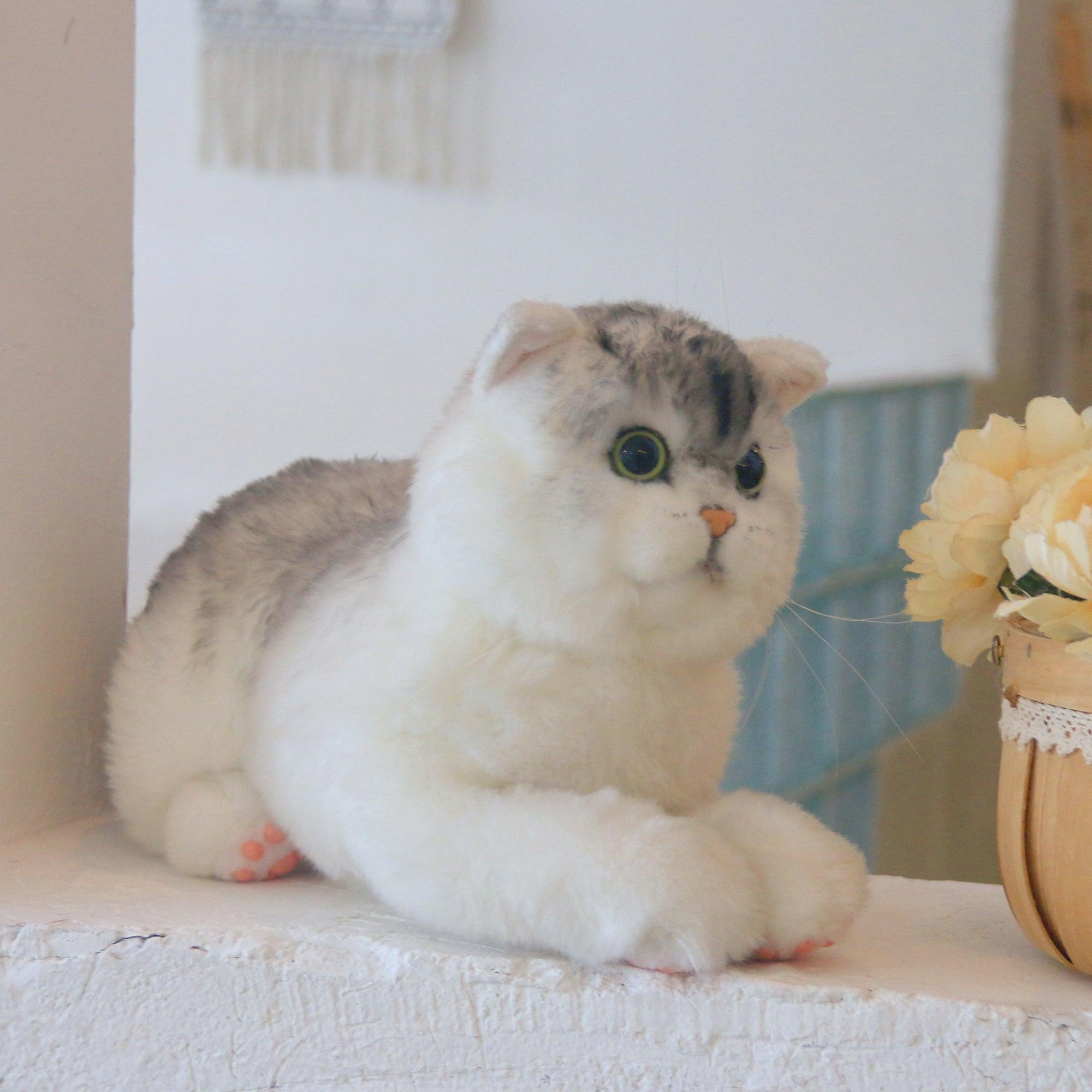 British Short-Hair Cat - Chongker