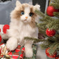 Weigted Ragdoll Cat（4.5LB） - Chongker