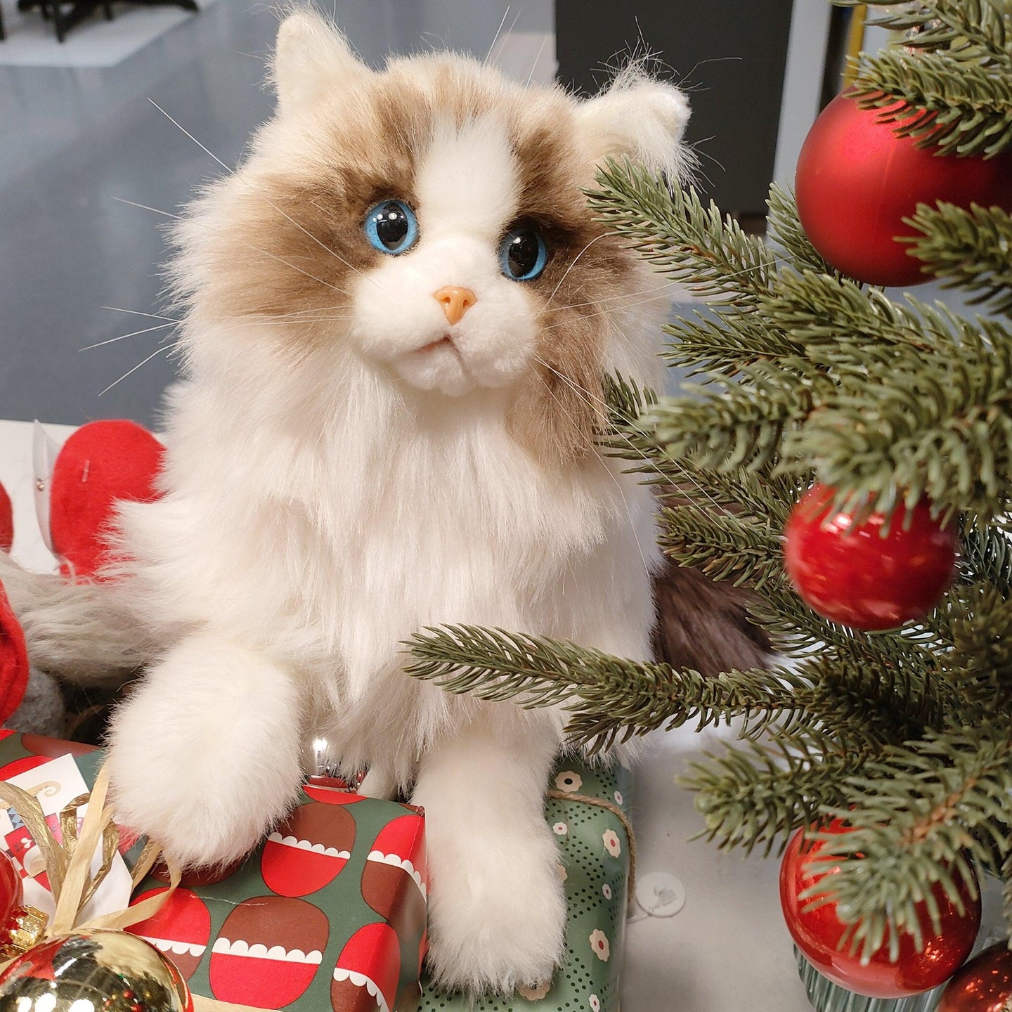 Weigted Ragdoll Cat（4.5LB） - Chongker