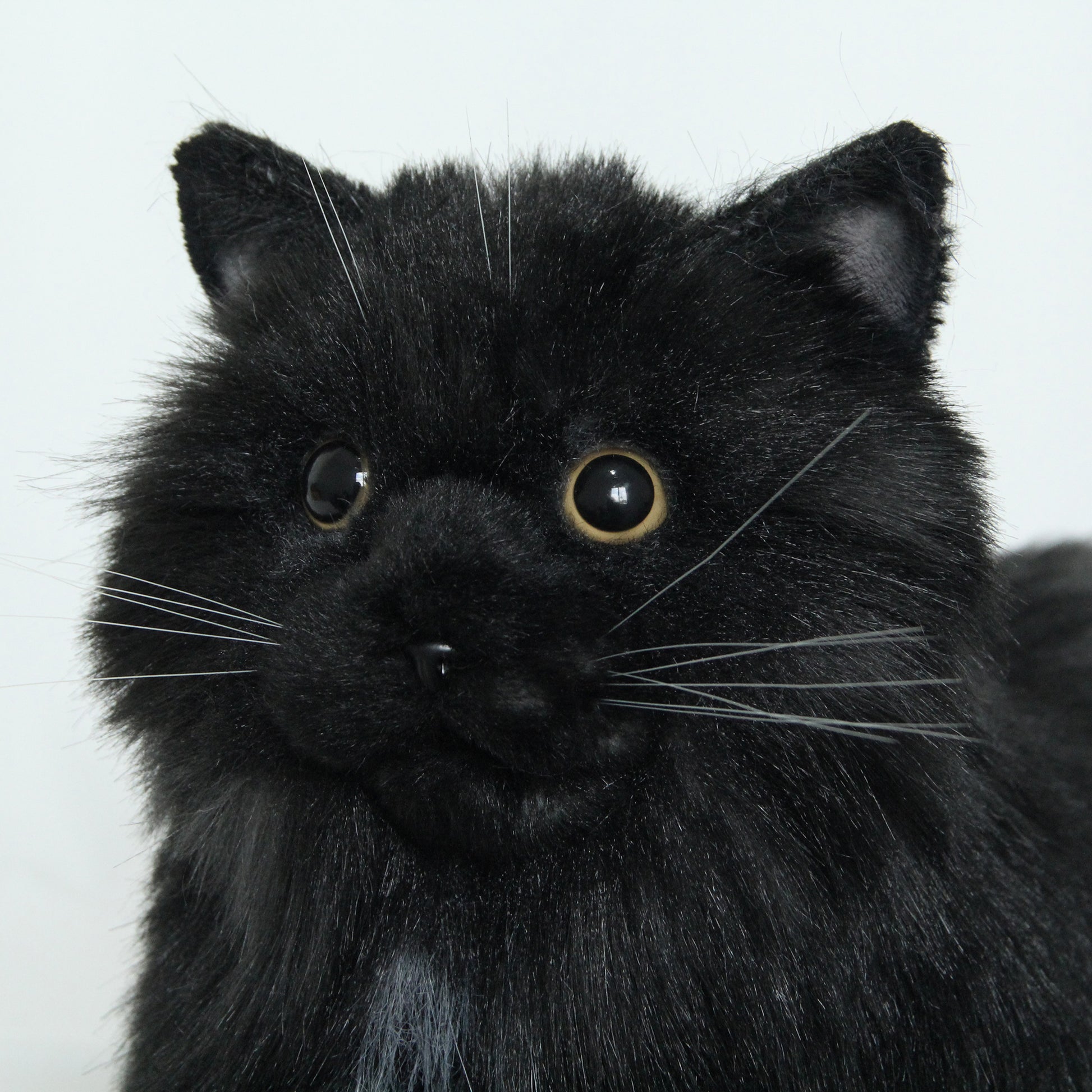 NO.30 Black Cat - Chongker