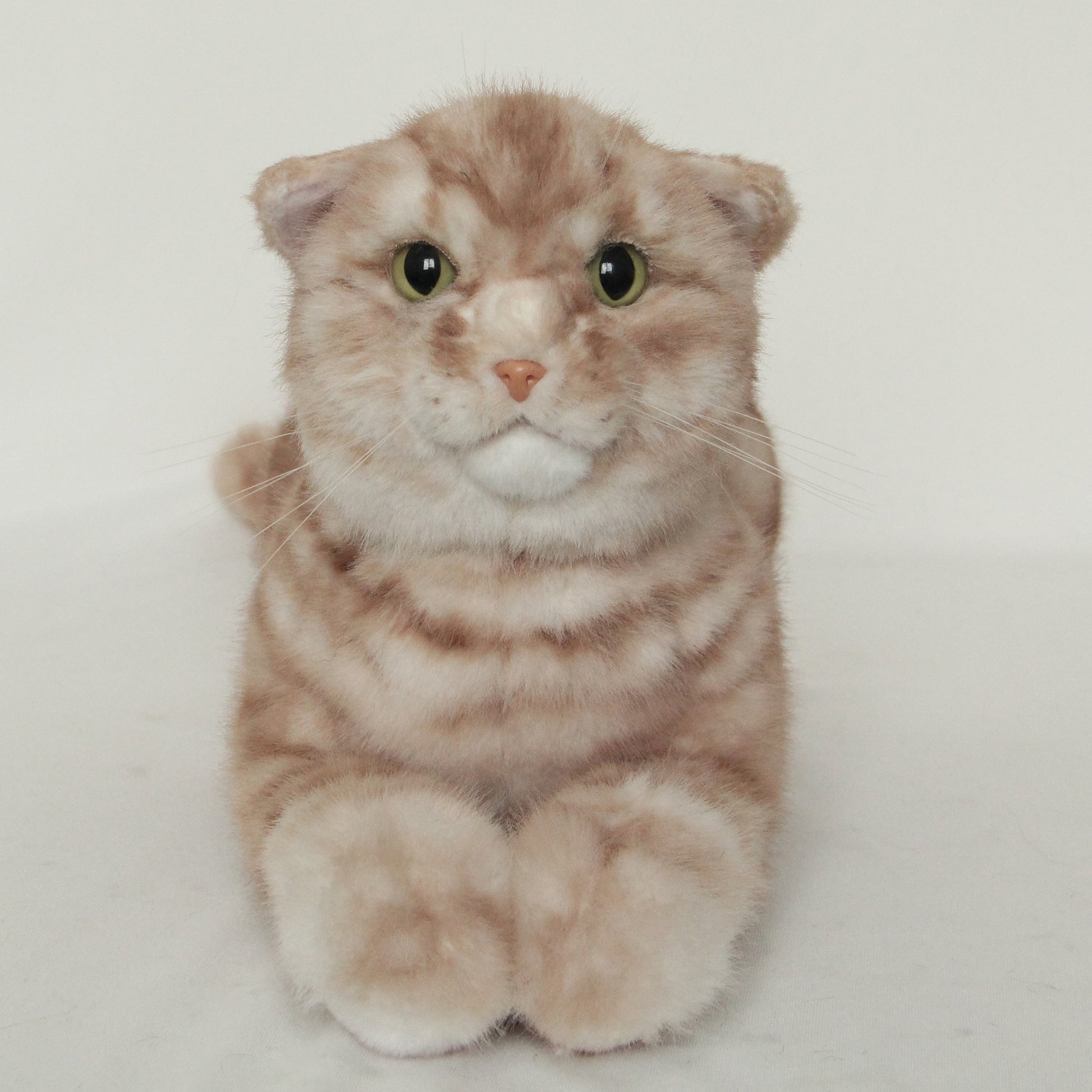NO.31 Orange striped kitten - Chongker