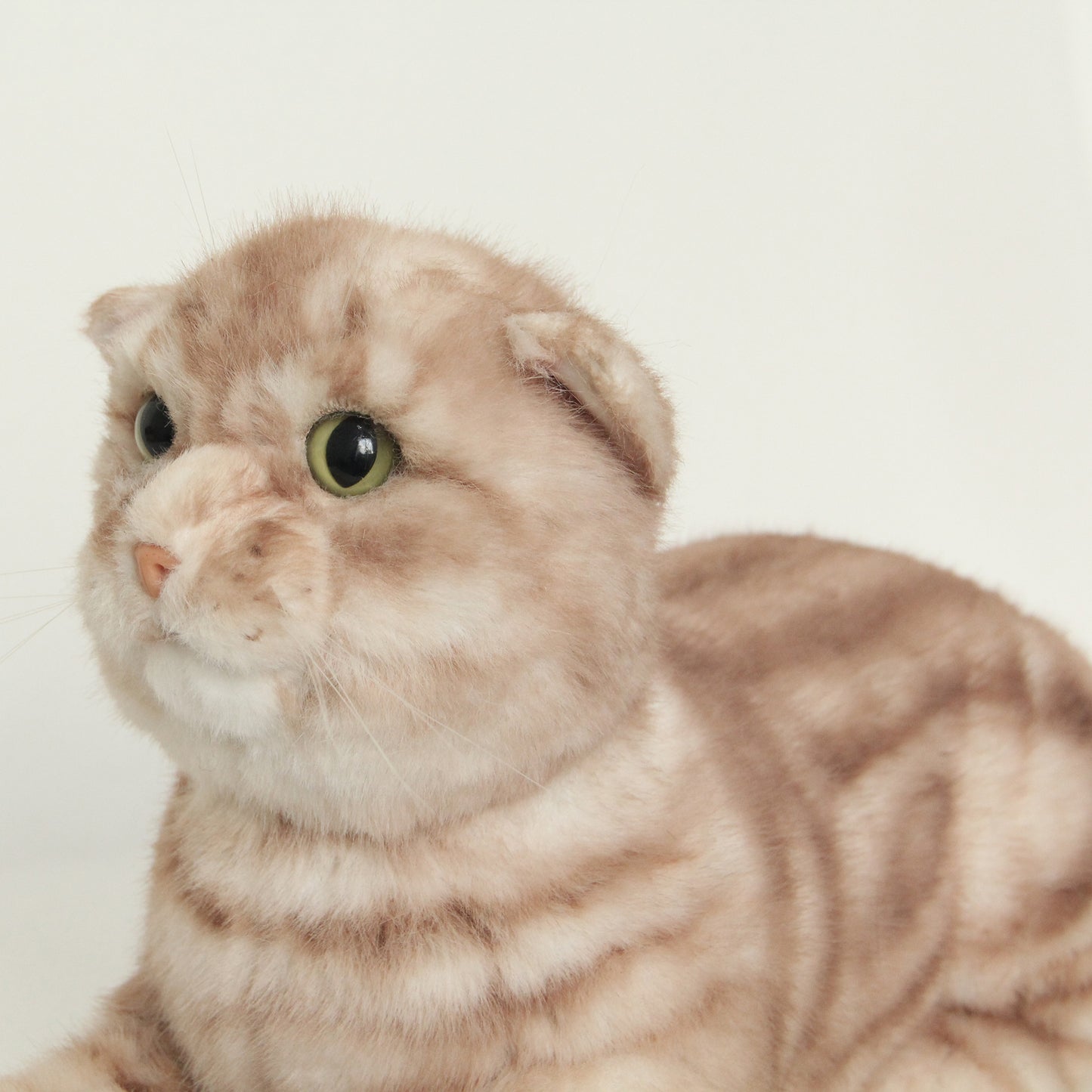 NO.31  Orange striped kitten