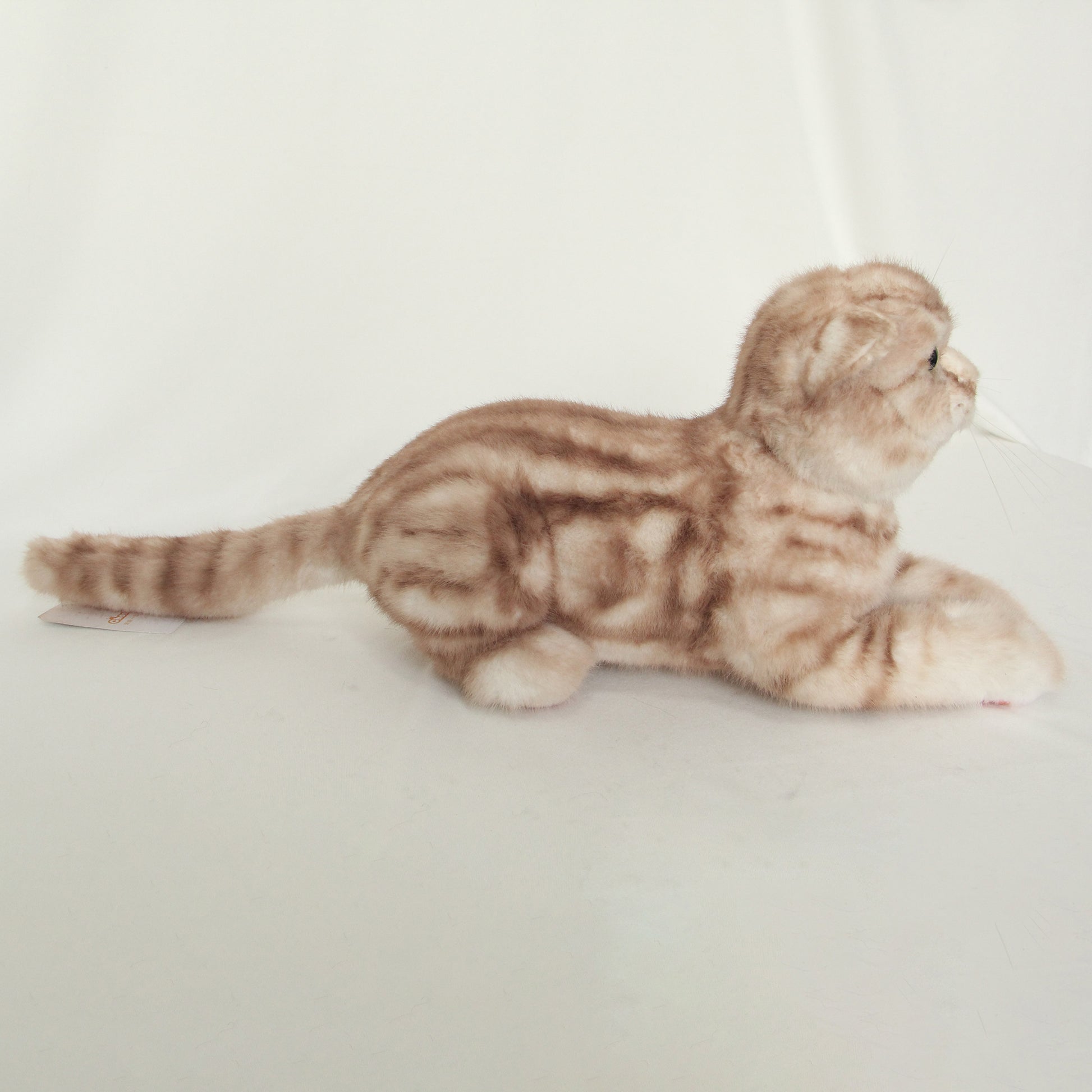 NO.31 Orange striped kitten - Chongker