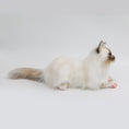 Load image into Gallery viewer, NO.9 Brown Hair Cat with Blue Eyes - Chongker
