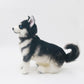 Siberian Husky - Chongker