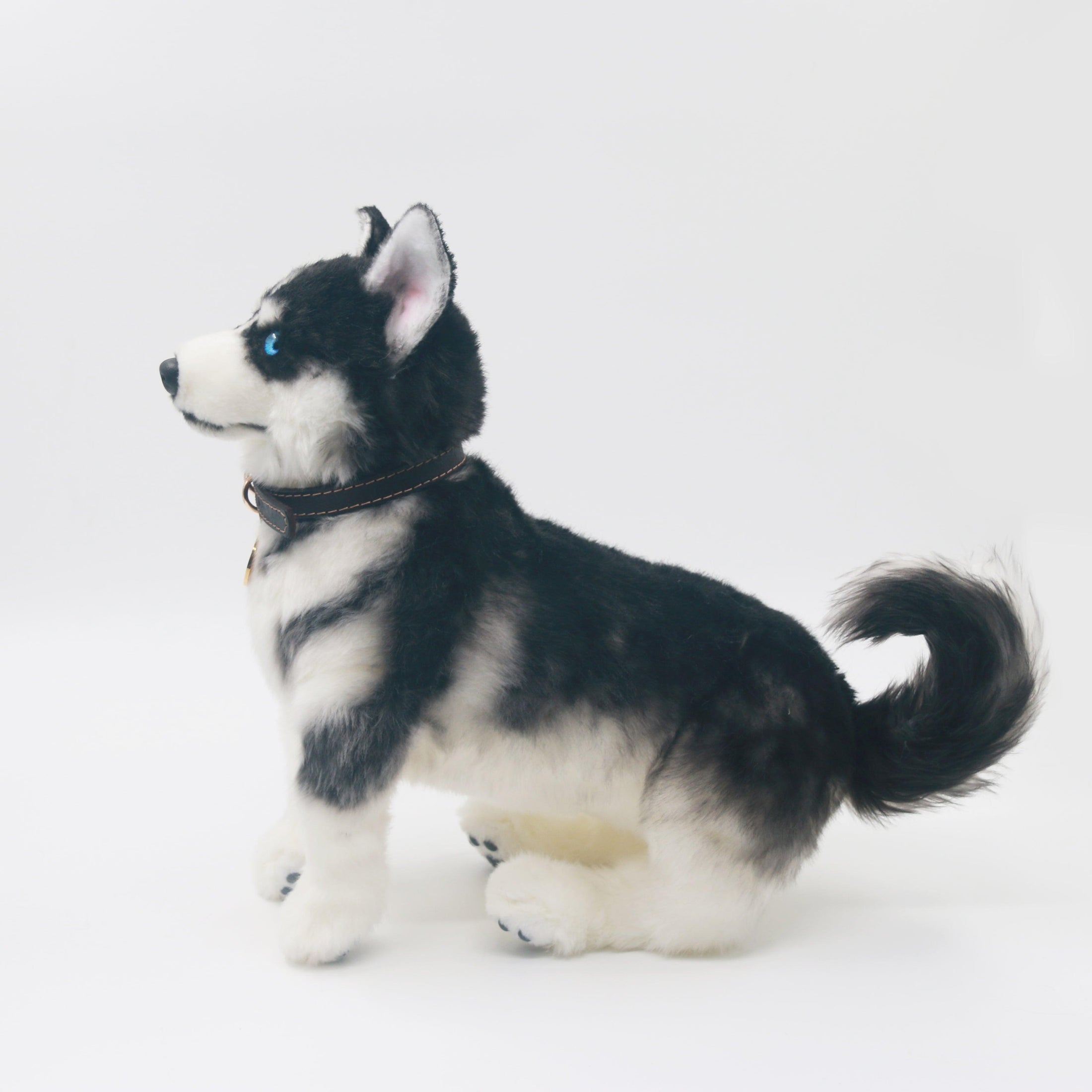 Siberian Husky - Chongker