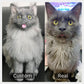 Chongker custom pet plush, personalized custom stuffed animal for pet lovers.